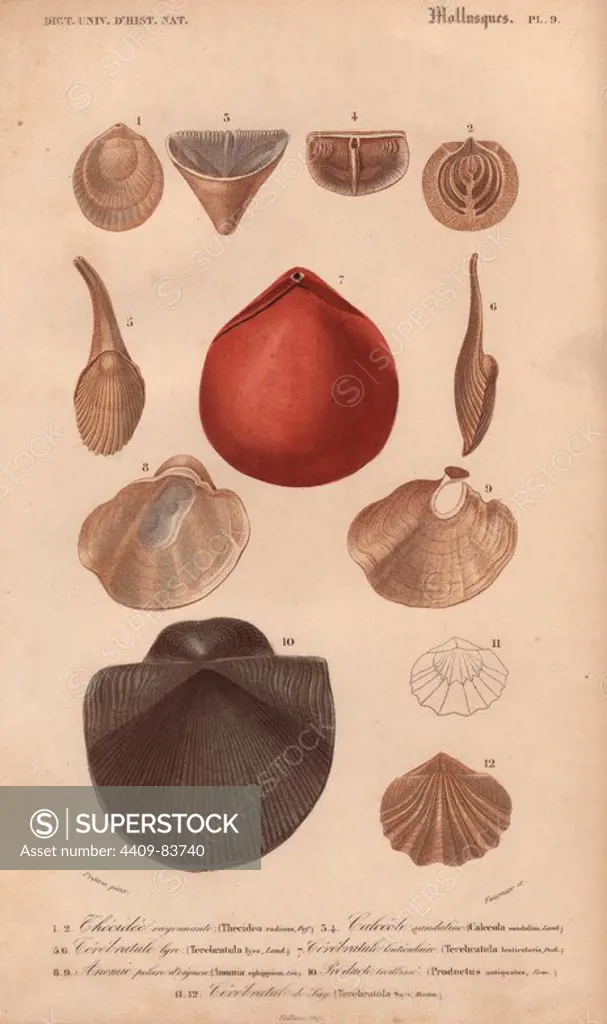Variety of molluscs including terebratula, pearly fresh water mussel (Calecola), and . jingle shells (Anomia).. Thecidee rayonnante : Thecidea radians. Calecole sandaline : Calecola sandalina. Terebratule lyre : Terebratula lyra. Terebratule lenticulair : Terebratula lenticularis. Amonie pilure d'oignon : Amonia epluppinum. Producte treillisse : Productus antiquatus. Terebratule de Say : Terebratula Sayi. Handcolored engraving by Pretre from Charles d'Orbigny's "Dictionnaire Universel d'Histoire Naturelle" (Universal Dictionary of Natural History) 1849. Charles d'Orbigny (1806~76) was a French naturalist. His father Charles Marie was a doctor in the French army and his elder brother Alcide was a famous naturalist and paleontologist. Charles started his studies at La Rochelle then left to study medicine in Paris. In 1834, he won an appointment in the geology department at the National Museum of Natural History. From 1837 to 1864 he headed the department of natural history, until ill hea
