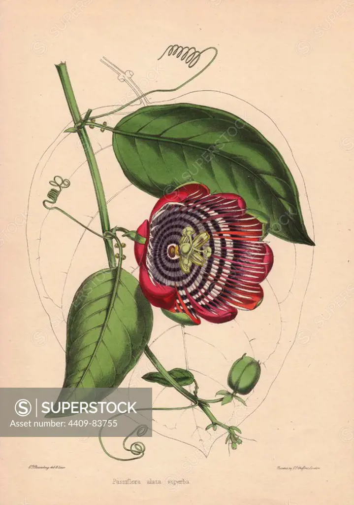 Winged-stem passion flower with crimson, purple and white flowers. Passiflora alata superba. Drawn and zincographed by C. T. Rosenberg, for Thomas Moore's "The Garden Companion and Florists' Guide," 1852, published by Charles Frederick Cheffins.. C.T. Rosenberg drew and engraved many botanicals for Moore's "The Gardener's Magazine of Botany" and W.J. Hooker's "Curtis's Botanical Magazine" in the middle of the 19th century. Moore (1821-1887) was the curator of the Botanic Garden, Chelsea, from 1847 until his death.