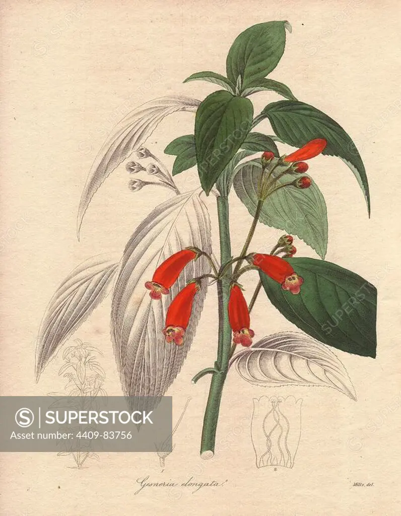 Elongated gesneria with scarlet flowers.. Miss R. Mills (active 1836~1842) was also the main illustrator for Knowles and Westcotts The Floral Cabinet (1837-1842). Benjamin Maund's The Botanist was a five-volume series that introduced 250 new plants from 1836 to 1842. The series is notable for its many female artists: the plates were drawn by Maund's daughters Sarah and Eliza, Augusta Withers, Priscilla Bury, Jane Taylor, Miss R. Mills among others. The other characteristic is partial colouring - many of the finely detailed copperplate engravings are left with part of the flower and leaves uncoloured.