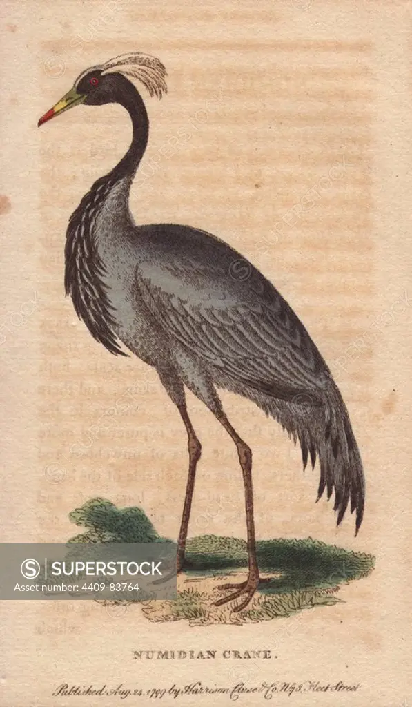 Numidian crane, demoiselle crane or dancing bird. Anthropoides virgo. Goldsmith "says the Numidian Crane is vulgarly called by our sailors the Buffoon Bird, and by the French, the Demoiselle or Lady. The French, who are skilled in the art of elegant gesticulation, consider all its motions as ladylike and graceful. Our English sailors, however, who have not entered so deeply into the dancing art, think that the bird while thus in motion cuts buts a very ridiculous figure.". Handcoloured copperplate engraving from "The Naturalist's Pocket Magazine; or, Complete Cabinet of the Curiosities and Beauties of Nature" (1798~1802) published by Harrison, London.
