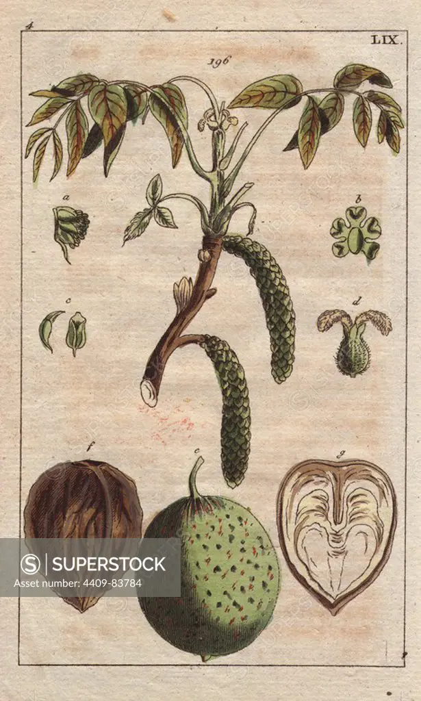 Fruit, leaves, flowers and catkins of the walnut tree, Juglans regia. Handcolored copperplate engraving of a botanical illustration from G. T. Wilhelm's "Unterhaltungen aus der Naturgeschichte" (Encyclopedia of Natural History), Vienna, 1816. Gottlieb Tobias Wilhelm (1758-1811) was a Bavarian clergyman and naturalist in Augsburg, where the first edition was published.