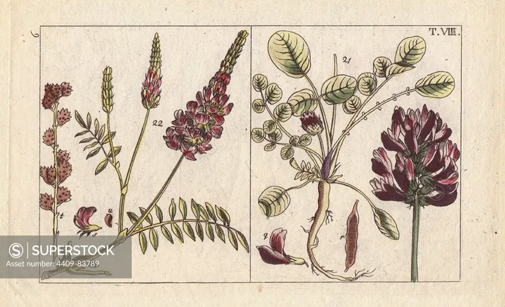 French honeysuckle, cock's head, Hedysarum coronarium, and Sainfoin, Hedysarum onobrychis, Onobrychis viciifolia. Handcolored copperplate engraving of a botanical illustration from G. T. Wilhelm's "Unterhaltungen aus der Naturgeschichte" (Encyclopedia of Natural History), Vienna, 1816. Gottlieb Tobias Wilhelm (1758-1811) was a Bavarian clergyman and naturalist in Augsburg, where the first edition was published.
