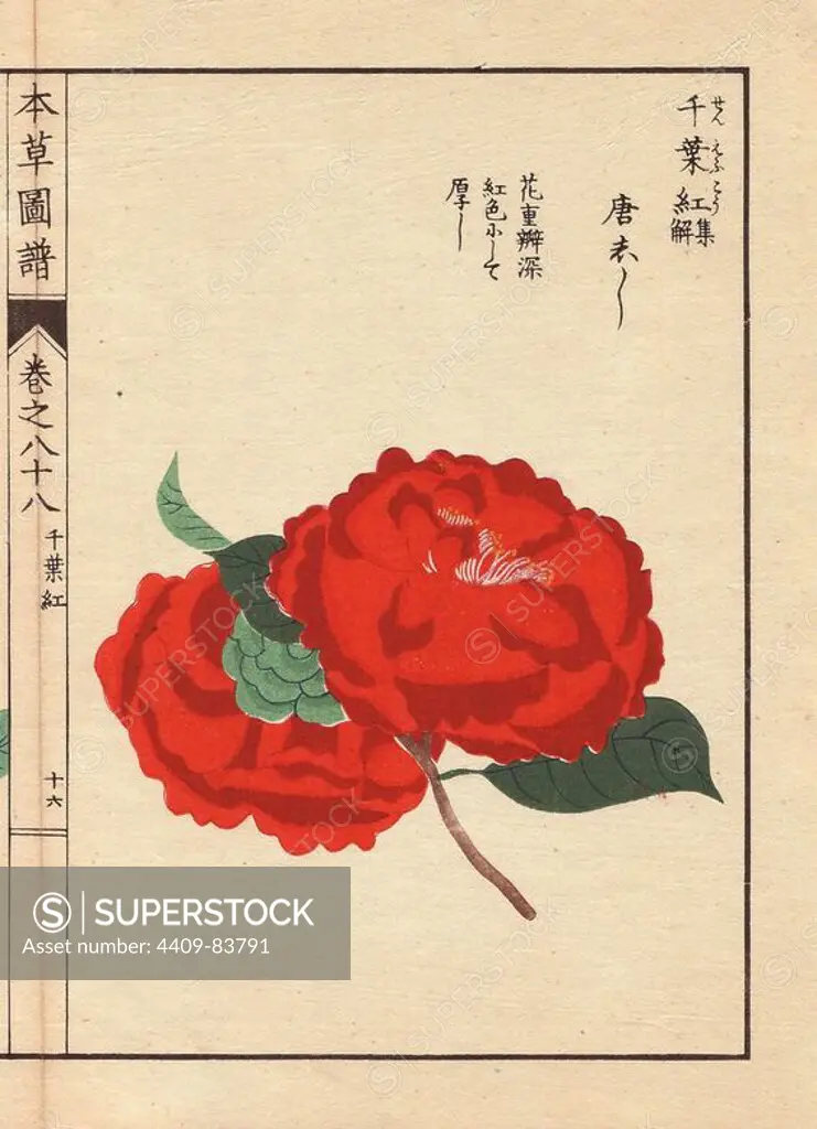 Scarlet camellia "Toushishi". Thea japonica Nois flore semipleno forma. Colour-printed woodblock engraving by Kan'en Iwasaki from "Honzo Zufu," an Illustrated Guide to Medicinal Plants, 1884. Iwasaki (1786-1842) was a Japanese botanist, entomologist and zoologist. He was one of the first Japanese botanists to incorporate western knowledge into his studies.