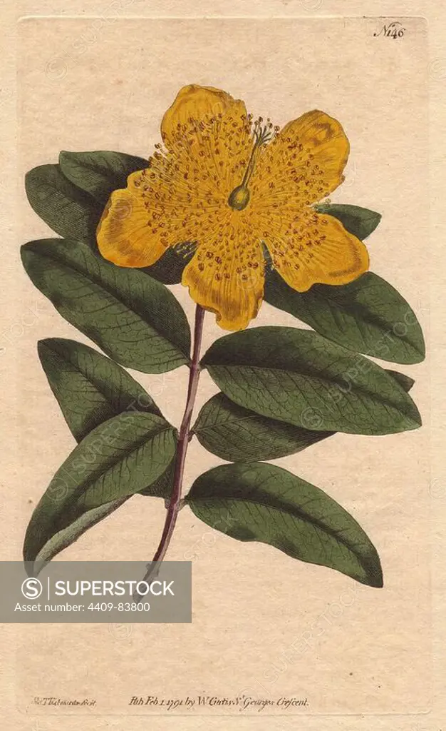 Large flowered St. John's Wort with yellow flowers.. Hypericum calycinum . Handcolored copperplate engraving from a botanical illustration by Sydenham Edwards from William Curtis's "Botanical Magazine" 1791.