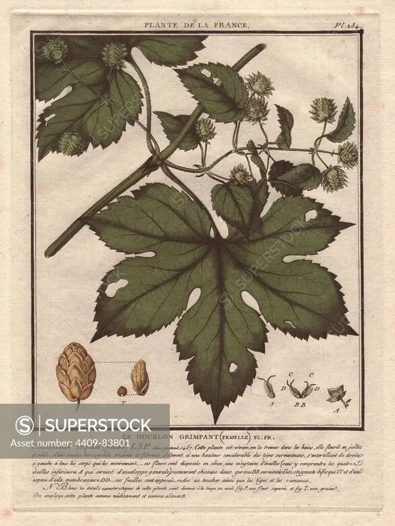 Humulus lupulus (Common hop).. French botanist Jean Baptiste François Pierre Bulliard was born around 1742 at Aubepierre-en-Barrois (Haute Marne) and died on 26 September 1793 in Paris. He studied at Angers, and later illustrated and published a number of botanical and mycological works on French flora. He studied art and engraving under Francois Martinet, the celebrated artist of many of Buffon's natural history books.