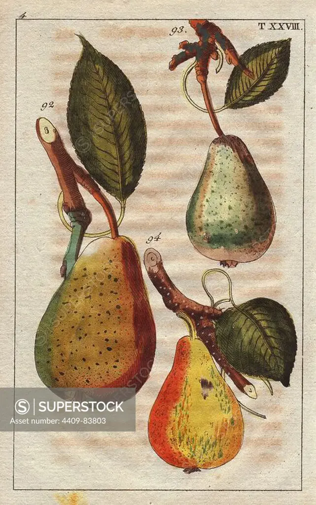 Pear varieties, Pyrus communis: Summer Muscat 92, Muscat 93, Sommerkonigbirn 94. Handcolored copperplate engraving of a botanical illustration from G. T. Wilhelm's "Unterhaltungen aus der Naturgeschichte" (Encyclopedia of Natural History), Vienna, 1816. Gottlieb Tobias Wilhelm (1758-1811) was a Bavarian clergyman and naturalist in Augsburg, where the first edition was published.