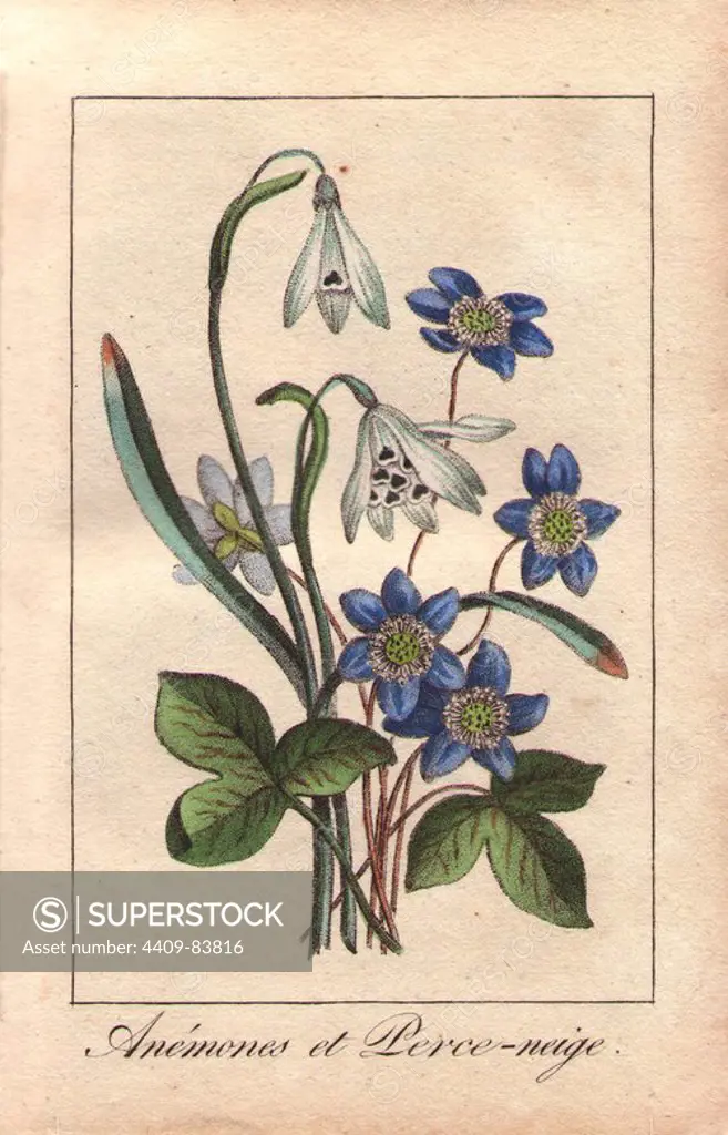 Blue anemones and white snowdrops, Anemone coronaria and Galanthus nivalis. Handcolored stipple engraving from "Le Jardinier Fleuriste, Dedie aus Dames par un Amateur" Chez Marcilly, Paris, 1818. The Florist Gardener was a gift book for ladies with charming miniature botanical bouquets in the style of Pancrace Bessa.