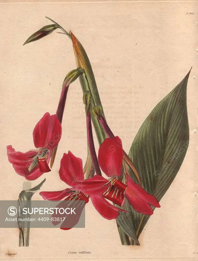Canna iridiflora. Crimson canna lily or Indian shot. Illustration by T. Boys, engraved by George Cooke.. Conrad Loddiges and Sons published an illustrated catalogue of the nursery's plants entitled the Botanical Cabinet. The monthly magazine featured 10 hand-coloured illustrations and ran from 1817 to 1833 to total 2,000 plates. The publication introduced many exquisite camellias from China, exotic orchids and lilies from the New World, and about 100 varieties of heaths from South Africa, which were currently in vogue. (The Victorian era saw a series of manias for flowers - from roses and camellias to heaths, ferns and orchids.). Most of the plates were drawn by the author George Loddiges and local engraver George Cooke (1781~1834). The others were drawn by Loddiges' daughter Jane and his brother William, Cooke's brother William and his son Edward (who became a leading Victorian artist), apprentice engravers T. Boys and William Miller (who later became principal engraver to the artist 