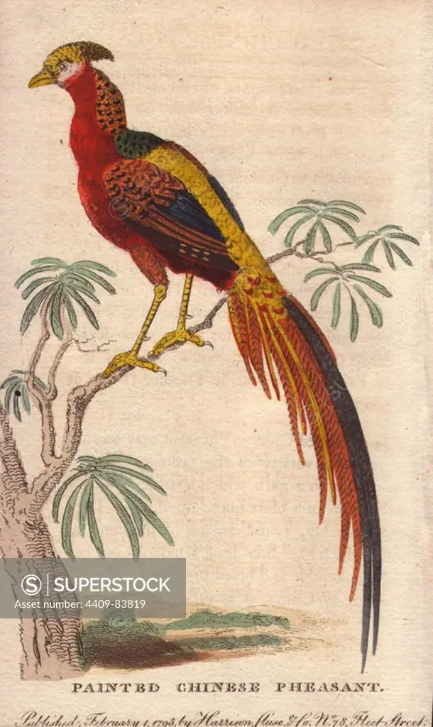 Painted Chinese Pheasant, Golden Pheasant or Chinese Pheasant . Chrysolophus pictus (Phasianus pictus). "It is a well ascertained fact, that one female pheasant belonging to Lady Essex changed, in the space of six years, her mean dusky colour into the rich lustre of the male.". Handcoloured copperplate engraving from "The Naturalist's Pocket Magazine; or, Complete Cabinet of the Curiosities and Beauties of Nature" (1798~1802) published by Harrison, London.