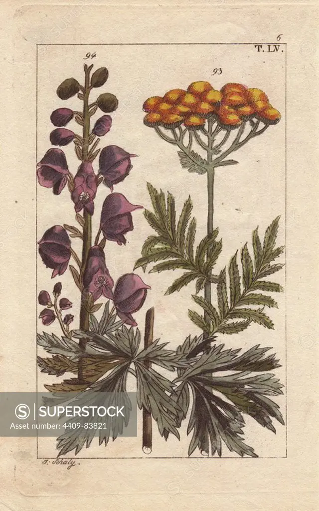 Tansy, Tanacetum officinale, Monkshood, Aconitum napellus. Handcolored copperplate engraving of a botanical illustration from G. T. Wilhelm's "Unterhaltungen aus der Naturgeschichte" (Encyclopedia of Natural History), Vienna, 1816. Gottlieb Tobias Wilhelm (1758-1811) was a Bavarian clergyman and naturalist in Augsburg, where the first edition was published.