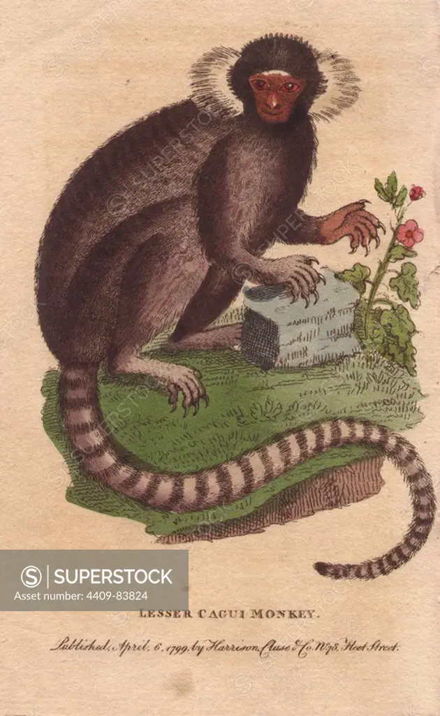 Lesser cagui monkey (sagui or marmoset) . Callithrix jacchus. Copied from an illustration by George Edwards from his "Gleanings". The owner of the marmoset, Mrs. Kennon, told Edwards that, "once, when let loose, he suddenly snatched a Chinese Gold Fish out of a bason of water, which he killed and greedily devoured.". Handcoloured copperplate engraving from "The Naturalist's Pocket Magazine; or, Complete Cabinet of the Curiosities and Beauties of Nature" (1798~1802) published by Harrison, London.