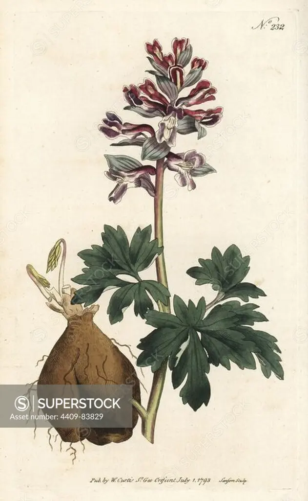 Hollow root, Corydalis cava (Hollow-rooted fumitory, Fumaria cava). Handcoloured copperplate engraving by Sansom from William Curtis' Botanical Magazine, London, 1793.