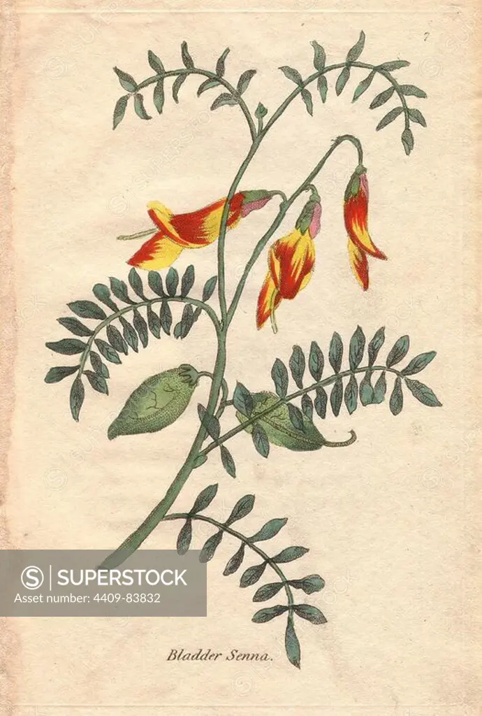 Bladder senna, Colutea frutescens, with bright orange and yellow flowers, vivid green small pinnately compound leaves, and two large green bladders (seed pods) in the center. The whole flower shown spreading dynamically across the page. Illustration by Henrietta Moriarty from "Fifty Plates of Greenhouse Plants" (1807), a re-issue of her own "Viridarium" (1806), with handcoloured copperplate engravings. Moriarty was a colonel's widow who turned to writing novels and illustrating botanical books to support her four children.