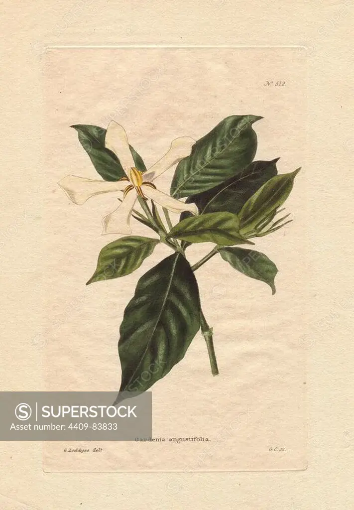 Gardenia angustifolia. White gardenia with narrow flowers and dark green foliage. "It is a native of India and we believe was first sent home by the late Dr. Roxburgh to Sir Abraham Hume." Named for Dr. Alexander Garden (1730~1791), a Scottish physician, naturalist and zoologist.. Drawn by George Loddiges, engraved by G. Cooke. Conrad Loddiges and Sons published an illustrated catalogue of the nursery's plants entitled the Botanical Cabinet. The monthly magazine featured 10 hand-coloured illustrations and ran from 1817 to 1833 to total 2,000 plates. The publication introduced many exquisite camellias from China, exotic orchids and lilies from the New World, and about 100 varieties of heaths from South Africa, which were currently in vogue. (The Victorian era saw a series of manias for flowers - from roses and camellias to heaths, ferns and orchids.). Most of the plates were drawn by the author George Loddiges and local engraver George Cooke (1781~1834). The others were drawn by Loddige
