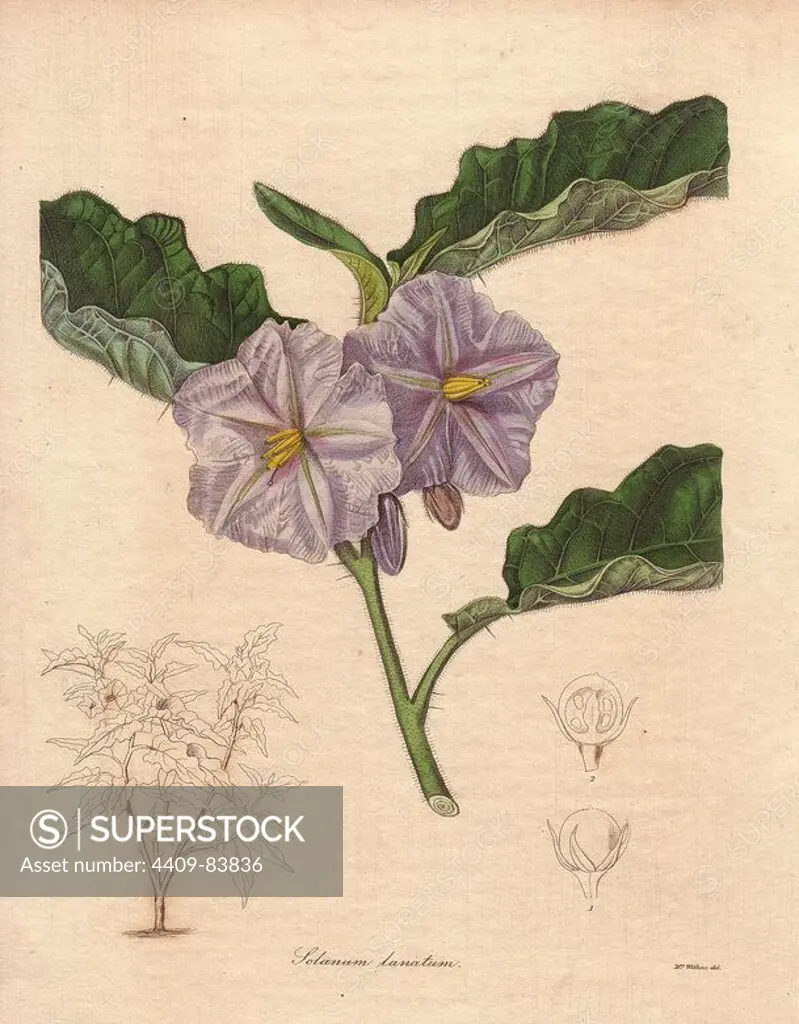 Solanum lanatum is a member of the nightshade family with pale purple flowers. Augusta Innes Withers (1793~1877): Augusta Baker, a clergyman's daughter, lived and worked in London all her life. She married an accountant, Theodore Withers, 20 years her senior, and gave lessons in flower painting. She became Flower Painter in Ordinary to Queen Adelaide. During the 1830s and 40s, she drew for books and magazines such as Lindley's Pomological Magazine, Curtis's Botanical Magazine, and Transactions of the Horticultural Society. At one time, she applied to JD Hooker at the Royal Botanical Garden at Kew for the post of Botanical Flower Painter, but she was rejected. Her most famous illustrations were the orchid paintings in James Bateman's Orchidacae of Mexico and Guatemala (1837~41).. Benjamin Maund's The Botanist was a five-volume series that introduced 250 new plants from 1836 to 1842. The series is notable for its many female artists: the plates were drawn by Maund's daughters Sarah and E