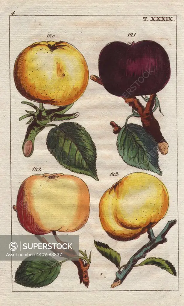 Apple varieties, Malus domestica: yellow reinette, black Borsdorfer, winter Borsdorfer, and golden pippin. Handcolored copperplate engraving of a botanical illustration from G. T. Wilhelm's "Unterhaltungen aus der Naturgeschichte" (Encyclopedia of Natural History), Vienna, 1816. Gottlieb Tobias Wilhelm (1758-1811) was a Bavarian clergyman and naturalist in Augsburg, where the first edition was published.