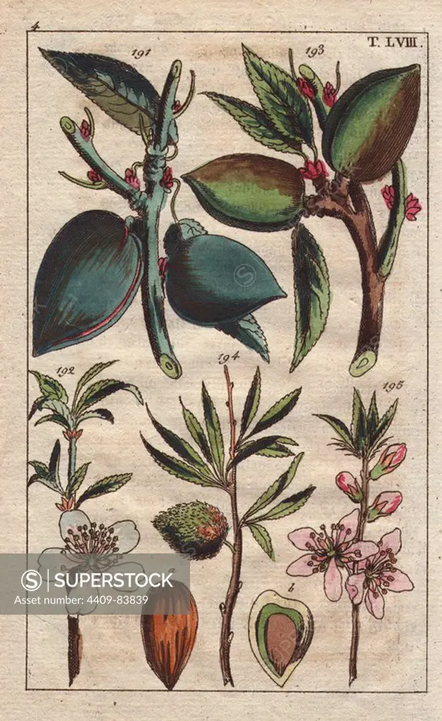 Fruit, leaves, blossom and seed of the almond tree, Prunus amygdalus communis, Mandelbaum. Handcolored copperplate engraving of a botanical illustration from G. T. Wilhelm's "Unterhaltungen aus der Naturgeschichte" (Encyclopedia of Natural History), Vienna, 1816. Gottlieb Tobias Wilhelm (1758-1811) was a Bavarian clergyman and naturalist in Augsburg, where the first edition was published.