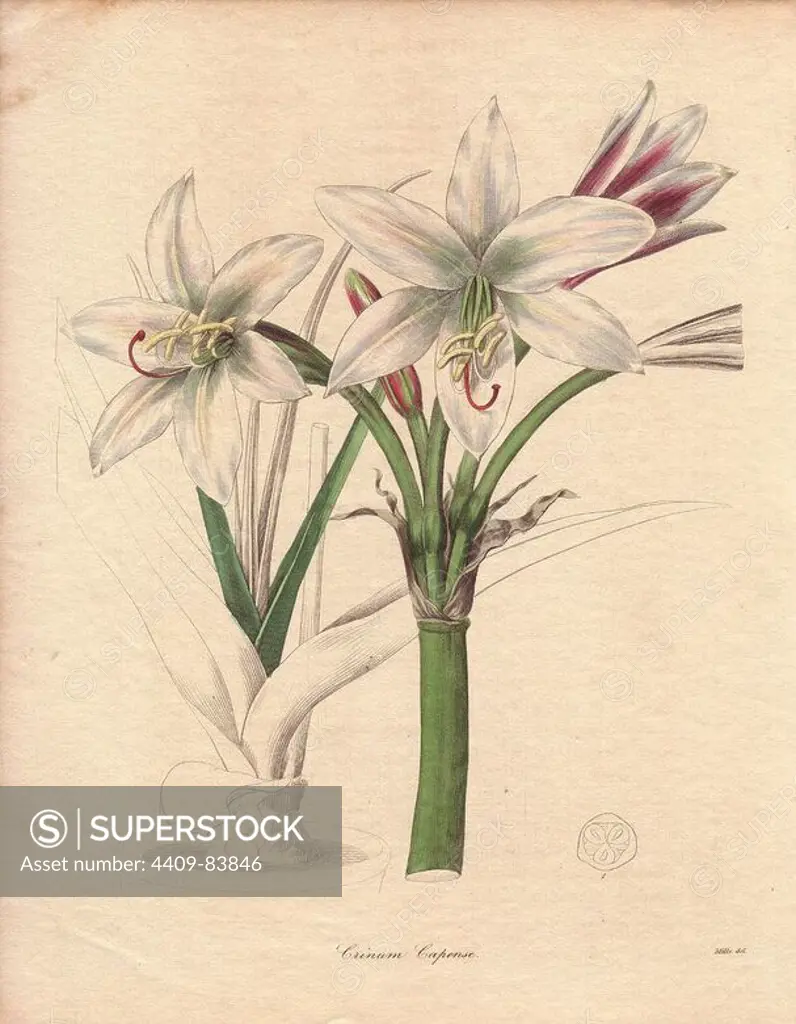 A white-flowered spider lily (Crinum capense) named for its homeland, the Cape (South Africa). Illustration by Miss R. Mills, active 1836~1842: she was also the main illustrator for Knowles and Westcotts The Floral Cabinet (1837-1842). Benjamin Maund's The Botanist was a five-volume series that introduced 250 new plants from 1836 to 1842. The series is notable for its many female artists: the plates were drawn by Maund's daughters Sarah and Eliza, Augusta Withers, Priscilla Bury, Jane Taylor, Miss R. Mills among others. The other characteristic is partial colouring - many of the finely detailed copperplate engravings are left with part of the flower and leaves uncoloured.