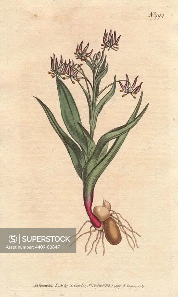 Branching melanthium, with many small lilac flowers, and bulbs and root structure.. Ornithoglossum viride (Melanthium viride). Handcolored copperplate engraving from a botanical illustration by Sydenham Edwards from William Curtis's "Botanical Magazine" 1790-1800.