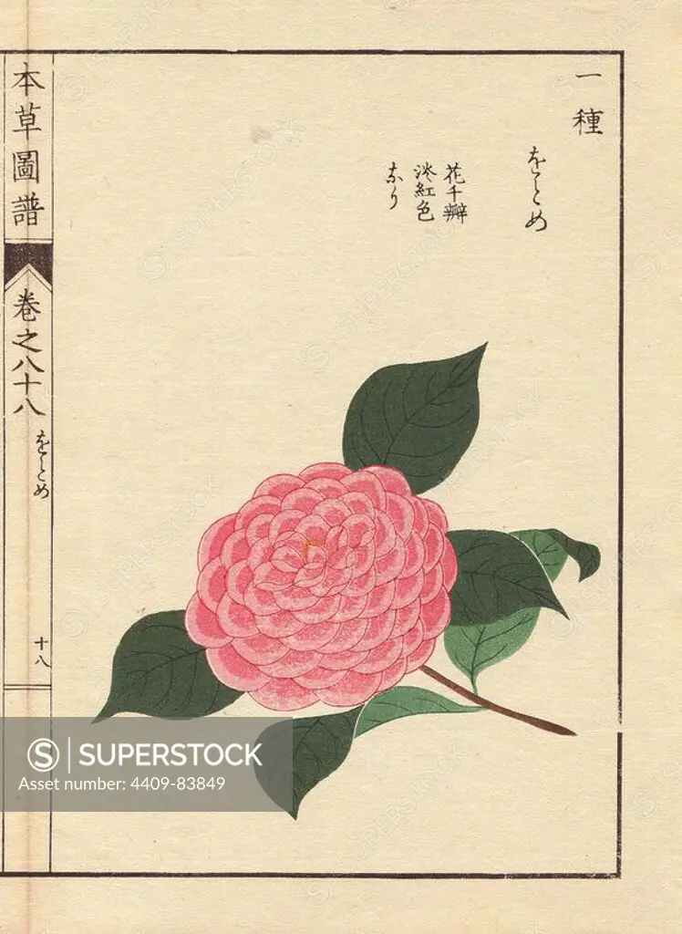 Pink camellia "Ogome". Thea japonica Nois. flore pleno forma. Colour-printed woodblock engraving by Kan'en Iwasaki from "Honzo Zufu," an Illustrated Guide to Medicinal Plants, 1884. Iwasaki (1786-1842) was a Japanese botanist, entomologist and zoologist. He was one of the first Japanese botanists to incorporate western knowledge into his studies.