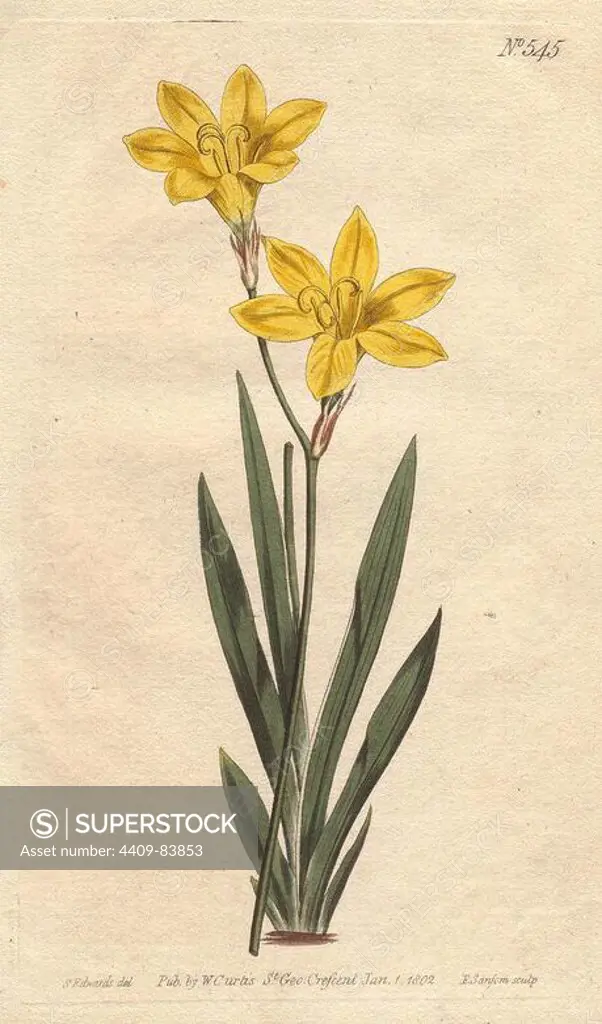 Sulphur-colored ixia with bright lemon yellow flowers.. Ixia bulbifera. Handcolored copperplate engraving from a botanical illustration by Sydenham Edwards from William Curtis's "Botanical Magazine" 1802.