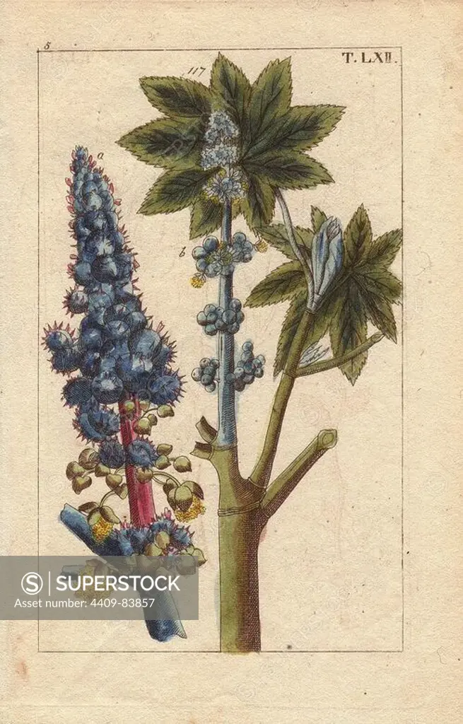 Blue flowered castor oil plant, Ricinus communis. Handcolored copperplate engraving of a botanical illustration by J. Schaly from G. T. Wilhelm's "Unterhaltungen aus der Naturgeschichte" (Encyclopedia of Natural History), Vienna, 1816. Gottlieb Tobias Wilhelm (1758-1811) was a Bavarian clergyman and naturalist in Augsburg, where the first edition was published.