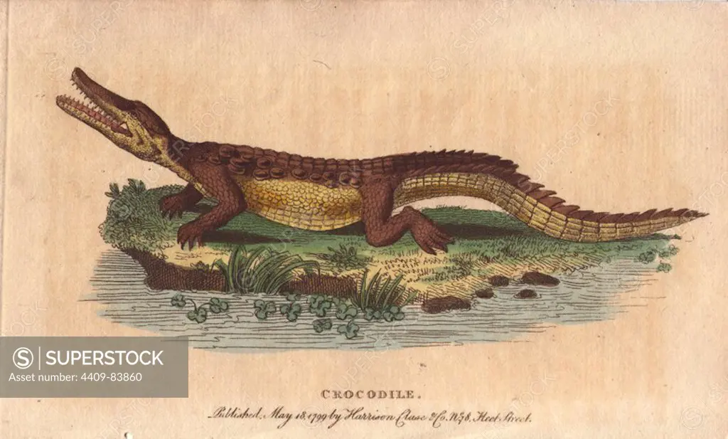 Crocodile. Crocodylus niloticus. "Even our Green Dragon, the boasted victim of St. George, tutelar champion of England, has probably no other origin than the crocodile.". Handcoloured copperplate engraving from "The Naturalist's Pocket Magazine; or, Complete Cabinet of the Curiosities and Beauties of Nature" (1798~1802) published by Harrison, London.