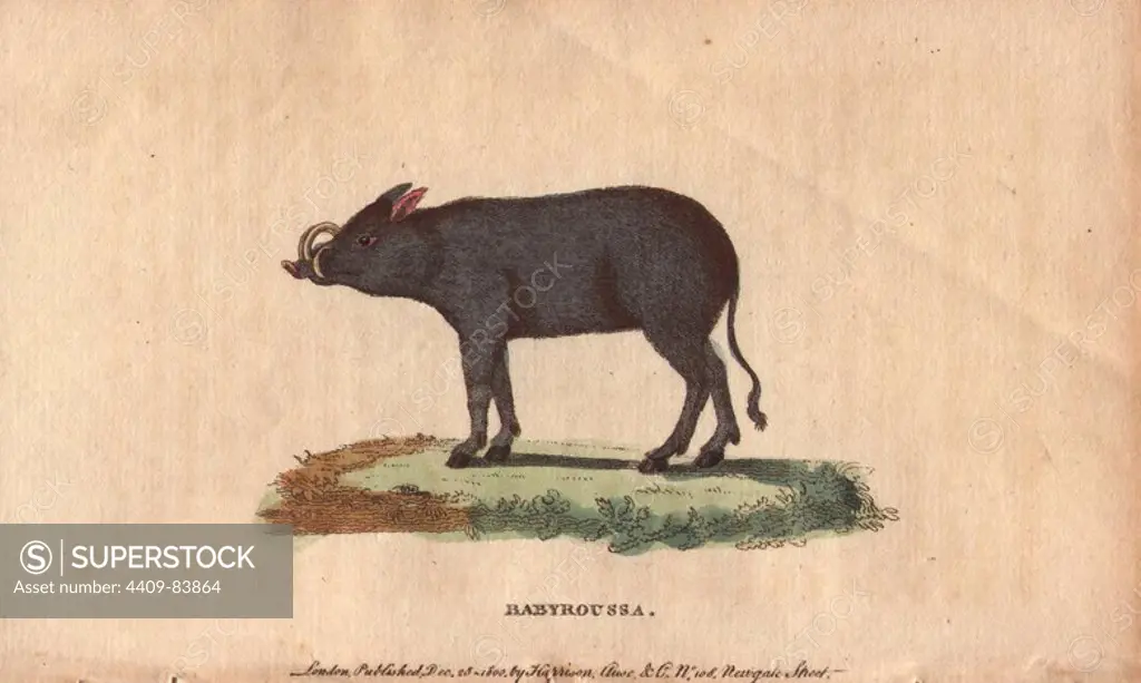 Babyroussa (North Sulawesi babirusa), native to Indonesia.. Babyrousa celebensis. Handcoloured copperplate engraving from "The Naturalist's Pocket Magazine; or, Complete Cabinet of the Curiosities and Beauties of Nature" (1798~1802) published by Harrison, London.