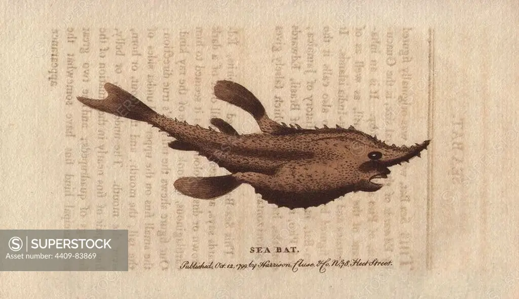The sea bat or batfish. Halieutea sp.. "This sea-bat, as preserved in spirits, Edwards says, appeared to him all over of a dark brown or dusky colour. As it seemed to him cartilaginous, he took it to be of the ray kind.". Handcoloured copperplate engraving from "The Naturalist's Pocket Magazine; or, Complete Cabinet of the Curiosities and Beauties of Nature" (1798~1802) published by Harrison, London.