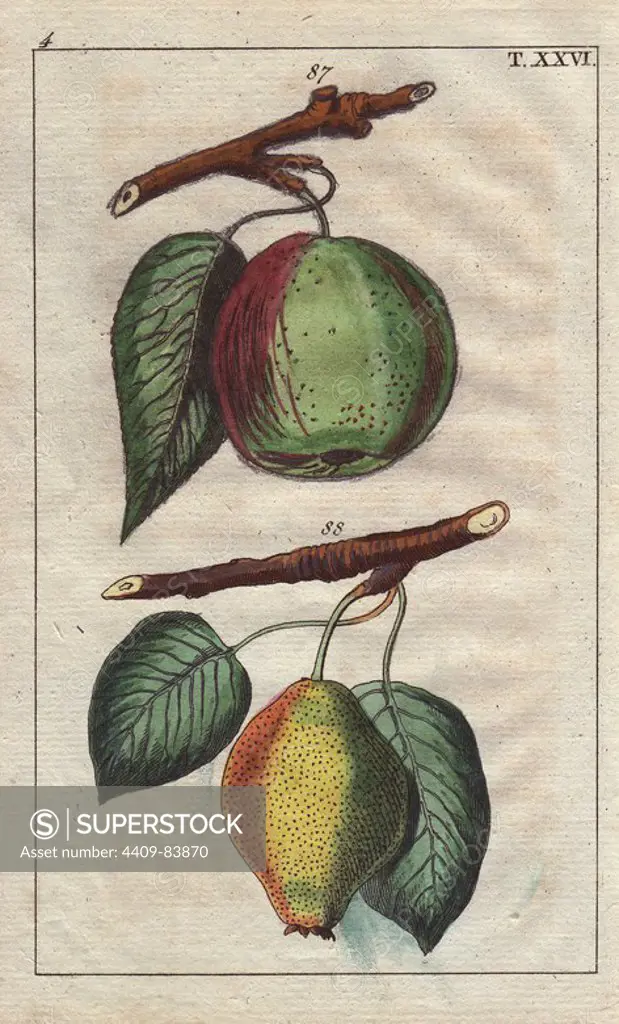 Apple pear and egg pear, Pyrus communis. Handcolored copperplate engraving of a botanical illustration from G. T. Wilhelm's "Unterhaltungen aus der Naturgeschichte" (Encyclopedia of Natural History), Vienna, 1816. Gottlieb Tobias Wilhelm (1758-1811) was a Bavarian clergyman and naturalist in Augsburg, where the first edition was published.