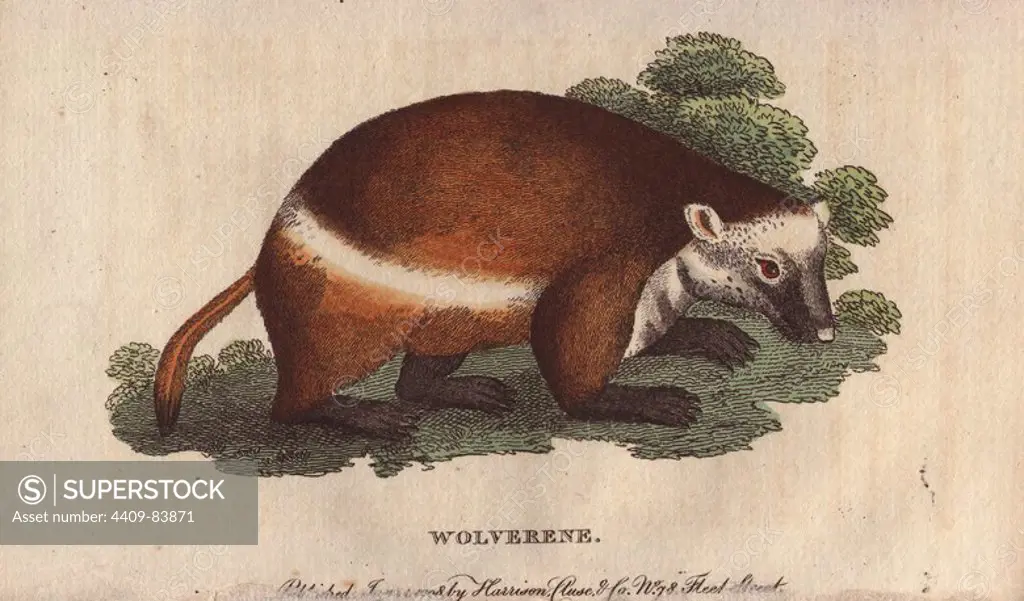 Wolverene or glutton. Gulo gulo (Ursus luscus) . Illustration copied from Edwards. "The wolverene, the glutton and the caracajou are indiscriminately charged with the possession of voracious and insatiable appetites: they are all said to be the vultures of quadrupeds.". Handcoloured copperplate engraving from "The Naturalist's Pocket Magazine; or, Complete Cabinet of the Curiosities and Beauties of Nature" (1798~1802) published by Harrison, London.