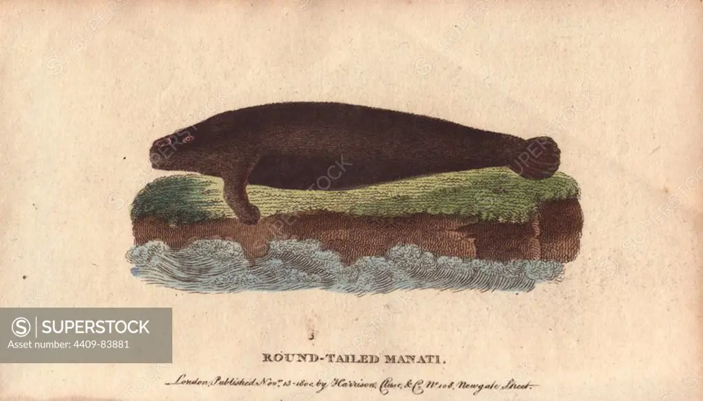 Round-tailed manati or manatee. Trichechus manati. Illustration "As published by Pennant, drawn from a specimen six feet and half long in the Leverian Museum.". Handcoloured copperplate engraving from "The Naturalist's Pocket Magazine; or, Complete Cabinet of the Curiosities and Beauties of Nature" (1798~1802) published by Harrison, London.