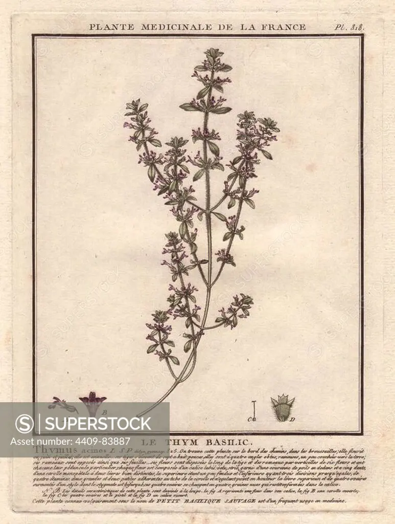 Basil thyme or wild basil (Acinos arvensis). Thymus acinos. French botanist Jean Baptiste François Pierre Bulliard was born around 1742 at Aubepierre-en-Barrois (Haute Marne) and died on 26 September 1793 in Paris. He studied at Angers, and later illustrated and published a number of botanical and mycological works on French flora. He studied art and engraving under Francois Martinet, the celebrated artist of many of Buffon's natural history books.