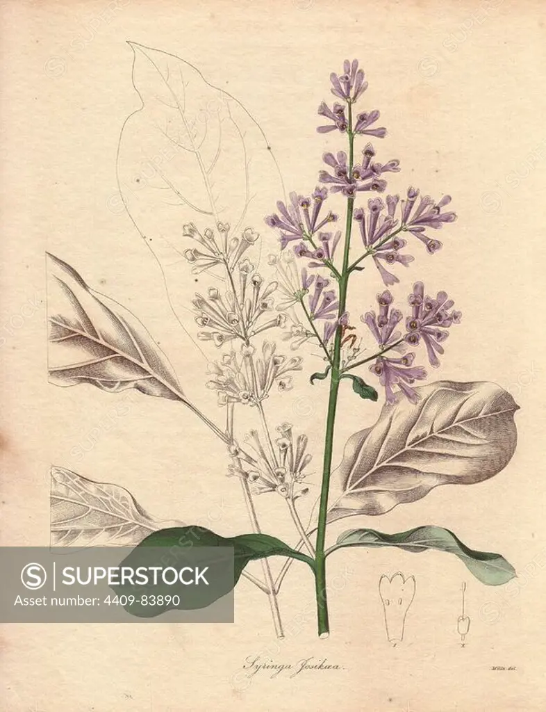 Syringa josikaea (Hungarian Lilac) is a species of lilac, native to central and eastern Europe. Miss R. Mills (active 1836~1842) was also the main illustrator for Knowles and Westcotts The Floral Cabinet (1837-1842). Benjamin Maund's The Botanist was a five-volume series that introduced 250 new plants from 1836 to 1842. The series is notable for its many female artists: the plates were drawn by Maund's daughters Sarah and Eliza, Augusta Withers, Priscilla Bury, Jane Taylor, Miss R. Mills among others. The other characteristic is partial colouring - many of the finely detailed copperplate engravings are left with part of the flower and leaves uncoloured.
