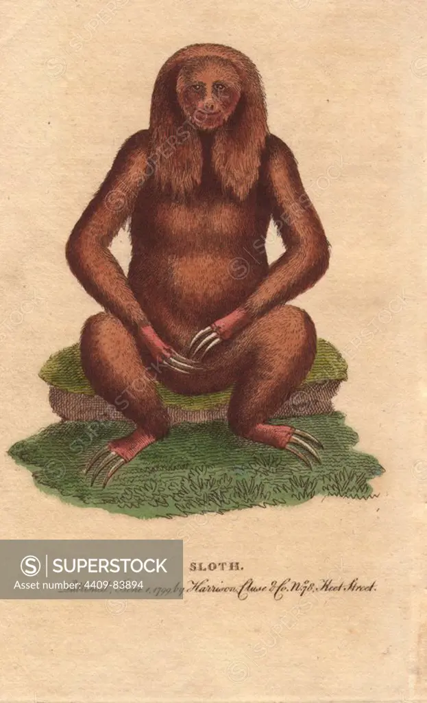 Three toed sloth in unnatural seated position. Image copied from an illustration by George Edwards: "The specimen from which I drew it was a stuffed skin, set up in the attitude represented by the figure.". Bradypus tridactylus. Handcoloured copperplate engraving from "The Naturalist's Pocket Magazine; or, Complete Cabinet of the Curiosities and Beauties of Nature" (1798~1802) published by Harrison, London.