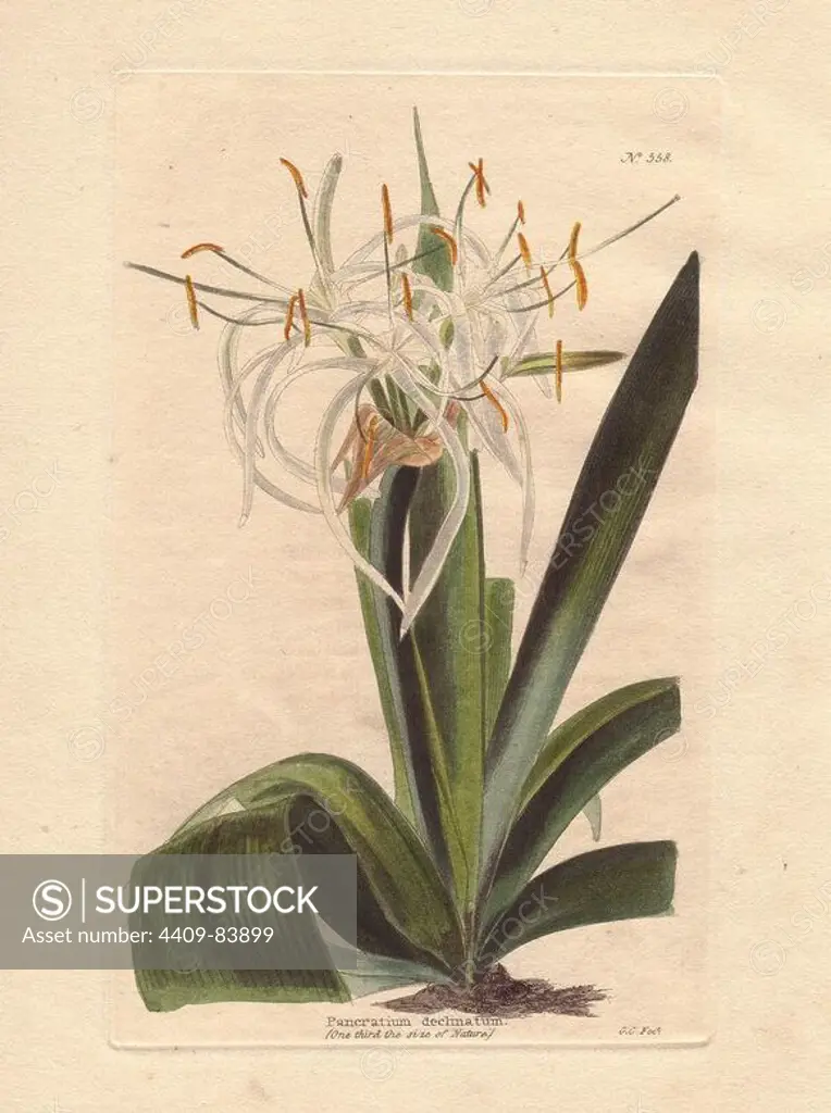 Pancratium declinatum. White false spiderlily . "This species is not so much known in this country as on the continent: it seems to be the same as Jacquin's distichum, which Willdenow has evidently confounded with amaenum. The leaves are near two feet in length. It is a native of Brazil.". Drawn "one third the size of nature," engraved by George Cooke. Conrad Loddiges and Sons published an illustrated catalogue of the nursery's plants entitled the Botanical Cabinet. The monthly magazine featured 10 hand-coloured illustrations and ran from 1817 to 1833 to total 2,000 plates. The publication introduced many exquisite camellias from China, exotic orchids and lilies from the New World, and about 100 varieties of heaths from South Africa, which were currently in vogue. (The Victorian era saw a series of manias for flowers - from roses and camellias to heaths, ferns and orchids.). Most of the plates were drawn by the author George Loddiges and local engraver George Cooke (1781~1834). The oth