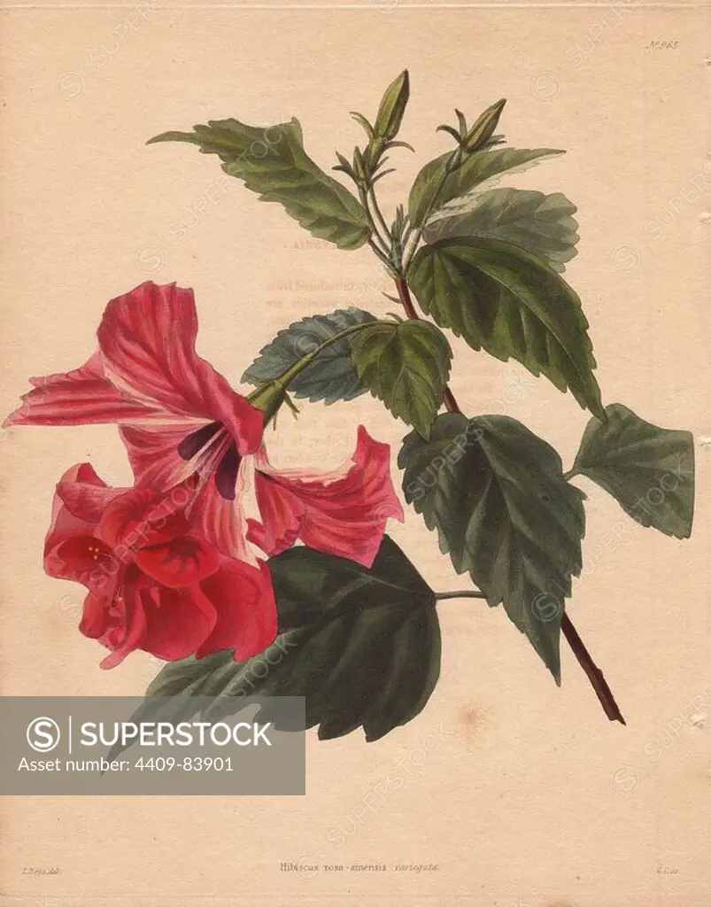 Hibiscus rosa-sinensis. Scarlet hibiscus. "This plant has been lately introduced from China, where its numerous varieties are much cultivated.". Drawn by T. Boys, engraved by George Cooke. Conrad Loddiges and Sons published an illustrated catalogue of the nursery's plants entitled the Botanical Cabinet. The monthly magazine featured 10 hand-coloured illustrations and ran from 1817 to 1833 to total 2,000 plates. The publication introduced many exquisite camellias from China, exotic orchids and lilies from the New World, and about 100 varieties of heaths from South Africa, which were currently in vogue. (The Victorian era saw a series of manias for flowers - from roses and camellias to heaths, ferns and orchids.). Most of the plates were drawn by the author George Loddiges and local engraver George Cooke (1781~1834). The others were drawn by Loddiges' daughter Jane and his brother William, Cooke's brother William and his son Edward (who became a leading Victorian artist), apprentice engr