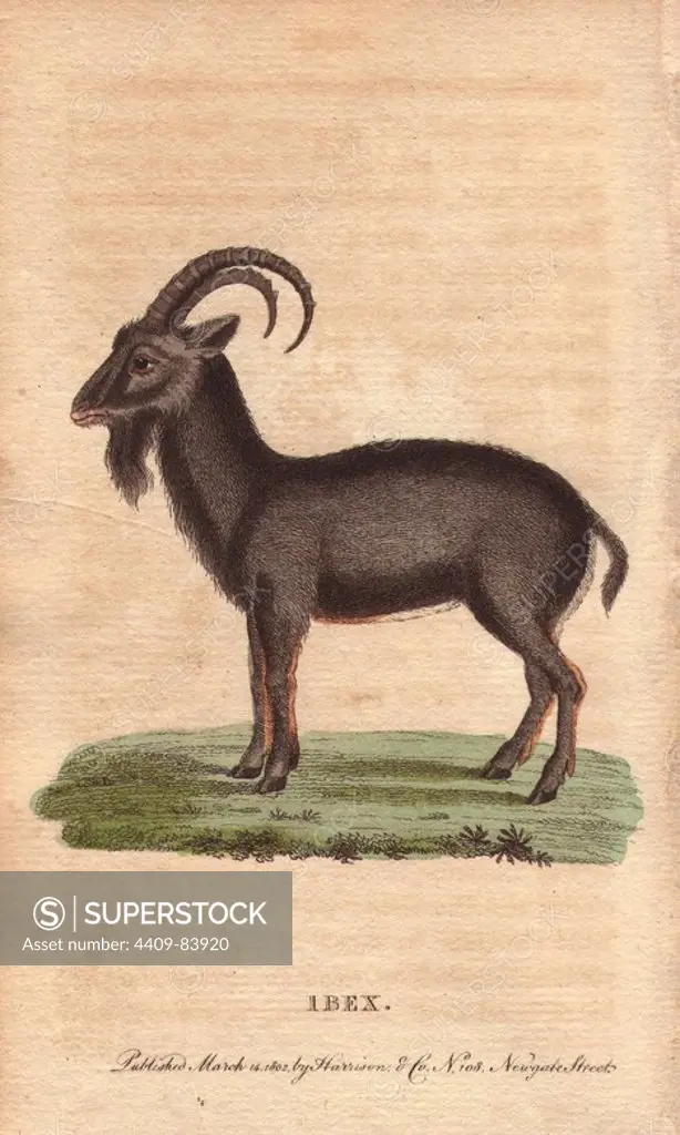 Alpine ibex. Capra ibex. "Such is the firmness of their structure, that a blow on the back with a bar of iron is said not to break the spine.". Handcoloured copperplate engraving from "The Naturalist's Pocket Magazine; or, Complete Cabinet of the Curiosities and Beauties of Nature" (1798~1802) published by Harrison, London.