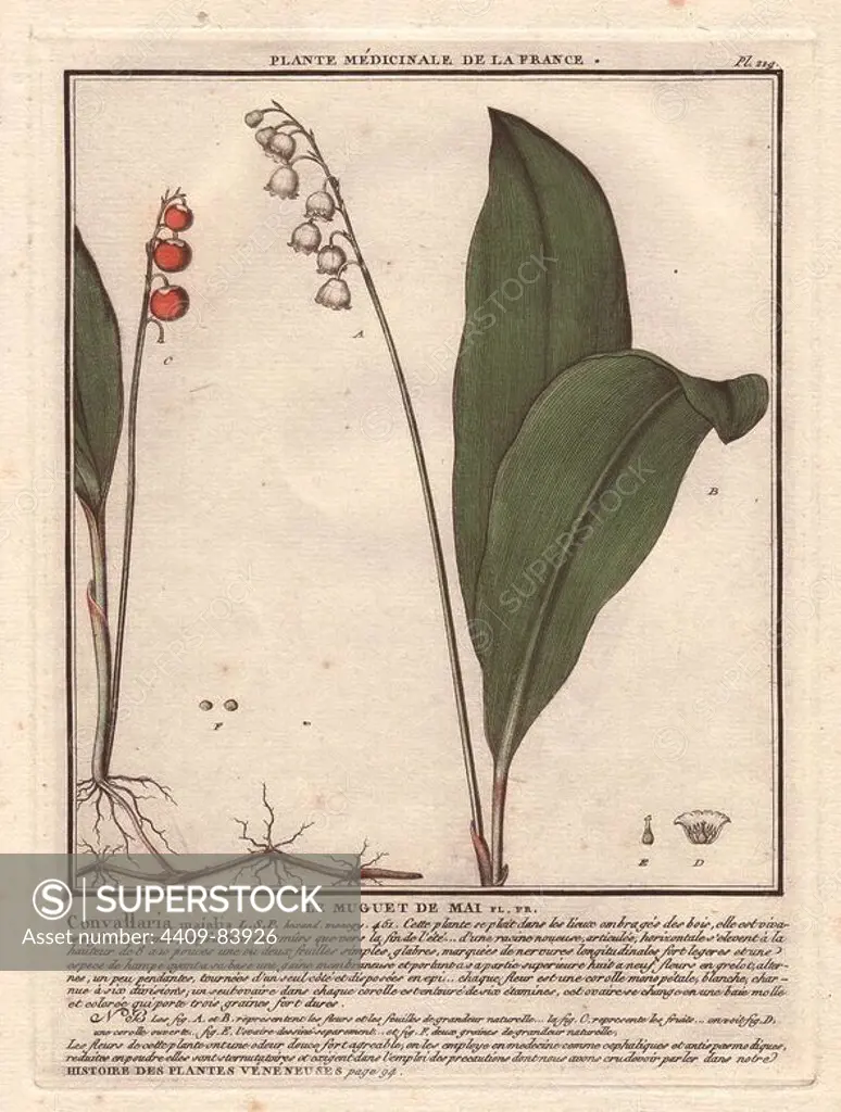 Lily of the valley. Le muguet de Mai (Convallaria majalis). French botanist Jean Baptiste François Pierre Bulliard was born around 1742 at Aubepierre-en-Barrois (Haute Marne) and died on 26 September 1793 in Paris. He studied at Angers, and later illustrated and published a number of botanical and mycological works on French flora. He studied art and engraving under Francois Martinet, the celebrated artist of many of Buffon's natural history books.