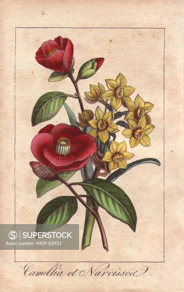Camellias and daffodils, Camellia japonica and Narcissus pseudonarcissus. Handcolored stipple engraving from "Le Jardinier Fleuriste, Dedie aus Dames par un Amateur" Chez Marcilly, Paris, 1818. The Florist Gardener was a gift book for ladies with charming miniature botanical bouquets in the style of Pancrace Bessa.