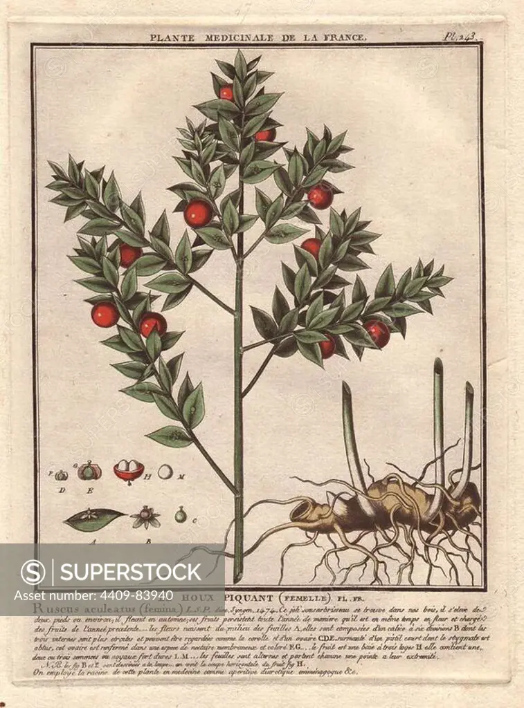 Sweet broom or Jew's myrtle (Ruscus aculeatus). Le fragon faux houx, houx piquant.. French botanist Jean Baptiste François Pierre Bulliard was born around 1742 at Aubepierre-en-Barrois (Haute Marne) and died on 26 September 1793 in Paris. He studied at Angers, and later illustrated and published a number of botanical and mycological works on French flora. He studied art and engraving under Francois Martinet, the celebrated artist of many of Buffon's natural history books.