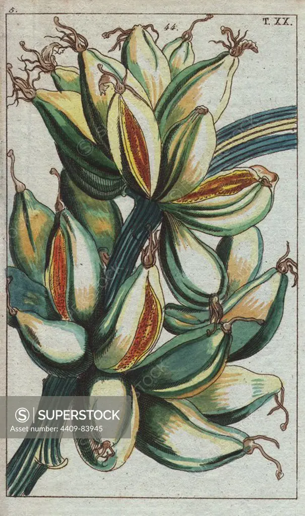 Banana fruit growing upright on the branch.. Musa sapientum. Handcolored copperplate engraving from G. T. Wilhelm's "Unterhaltungen aus der Naturgeschichte" (Encyclopedia of Natural History) 1820. Gottlieb Tobias Wilhelm (1758-1811) was a Bavarian clergyman and naturalist in Augsburg, where the first edition was published.