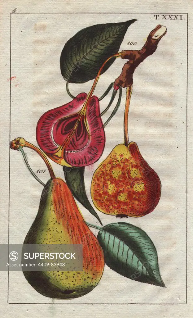 Pear varieties, Pyrus communis: Blood and Madame pears. Handcolored copperplate engraving of a botanical illustration from G. T. Wilhelm's "Unterhaltungen aus der Naturgeschichte" (Encyclopedia of Natural History), Vienna, 1816. Gottlieb Tobias Wilhelm (1758-1811) was a Bavarian clergyman and naturalist in Augsburg, where the first edition was published.