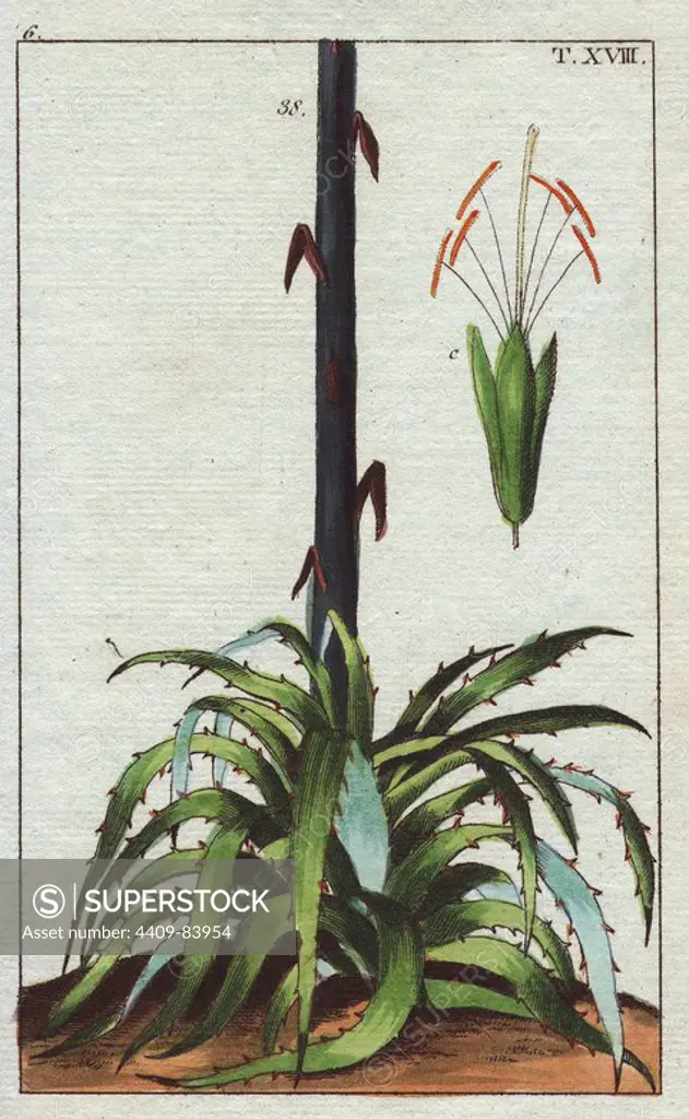 Century plant. Agave americana. Handcolored copperplate engraving from G. T. Wilhelm's "Unterhaltungen aus der Naturgeschichte" (Encyclopedia of Natural History) 1820. Gottlieb Tobias Wilhelm (1758-1811) was a Bavarian clergyman and naturalist in Augsburg, where the first edition was published.