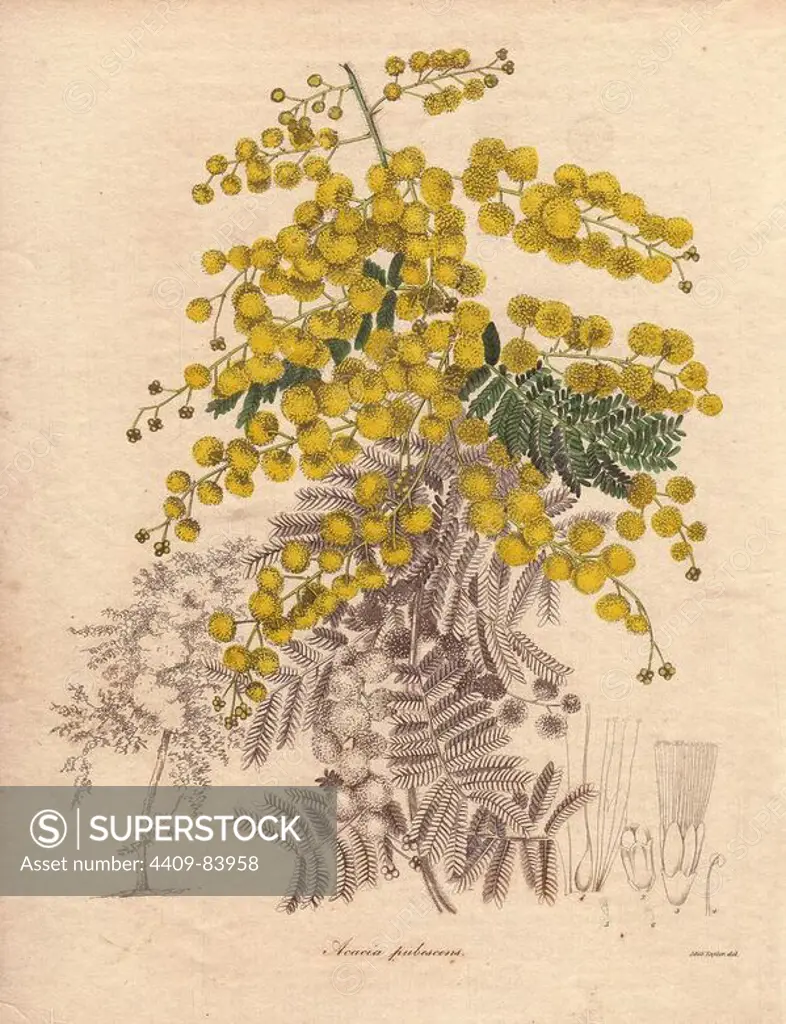 Acacia pubescens. Downy wattle . An attractive bush with fern-like foliage and bright yellow spring flowers. Within three years of European settlement of Australia, the plant was in cultivation in England. Jane Taylor (active 1836~1842) was a painter of still lives and contributor of flower drawings to the Society of British Artists in London.. Benjamin Maund's The Botanist was a five-volume series that introduced 250 new plants from 1836 to 1842. The series is notable for its many female artists: the plates were drawn by Maund's daughters Sarah and Eliza, Augusta Withers, Priscilla Bury, Jane Taylor, Miss R. Mills among others. The other characteristic is partial colouring - many of the finely detailed copperplate engravings are left with part of the flower and leaves uncoloured.