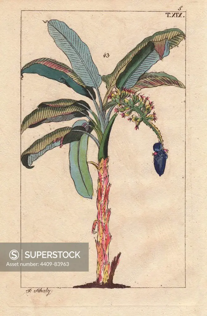 Plantain tree with fruit, Musa sapientum. Handcolored copperplate engraving of a botanical illustration by J. Schaly from G. T. Wilhelm's "Unterhaltungen aus der Naturgeschichte" (Encyclopedia of Natural History), Vienna, 1816. Gottlieb Tobias Wilhelm (1758-1811) was a Bavarian clergyman and naturalist in Augsburg, where the first edition was published.
