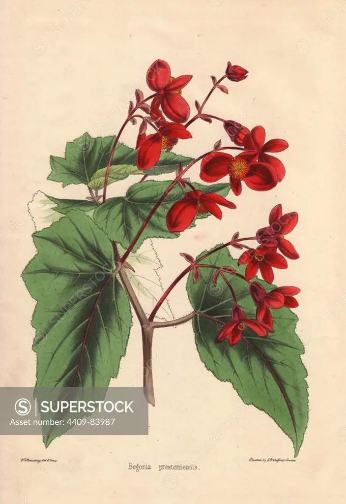 Begonia prestoniensis with crimson flowers. Drawn and zincographed by C. T. Rosenberg, for Thomas Moore's "The Garden Companion and Florists' Guide," 1852, published by Charles Frederick Cheffins.. C.T. Rosenberg drew and engraved many botanicals for Moore's "The Gardener's Magazine of Botany" and W.J. Hooker's "Curtis's Botanical Magazine" in the middle of the 19th century. Moore (1821-1887) was the curator of the Botanic Garden, Chelsea, from 1847 until his death.