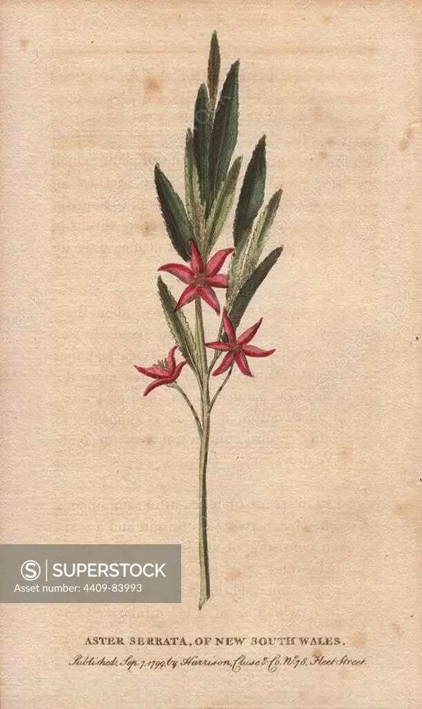 Aster serrata of New South Wales. Handcoloured copperplate engraving from "The Naturalist's Pocket Magazine; or, Complete Cabinet of the Curiosities and Beauties of Nature" (1798~1802) published by Harrison, London.