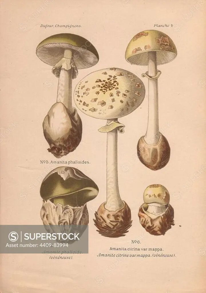 Poisonous mushrooms: Death cap mushroom (Amanita phalloides) and false death cap (Amanita citrina).. Chromolithograph from Leon Dufour's "Atlas des Champignons Comestibles et Veneneux" (1891).