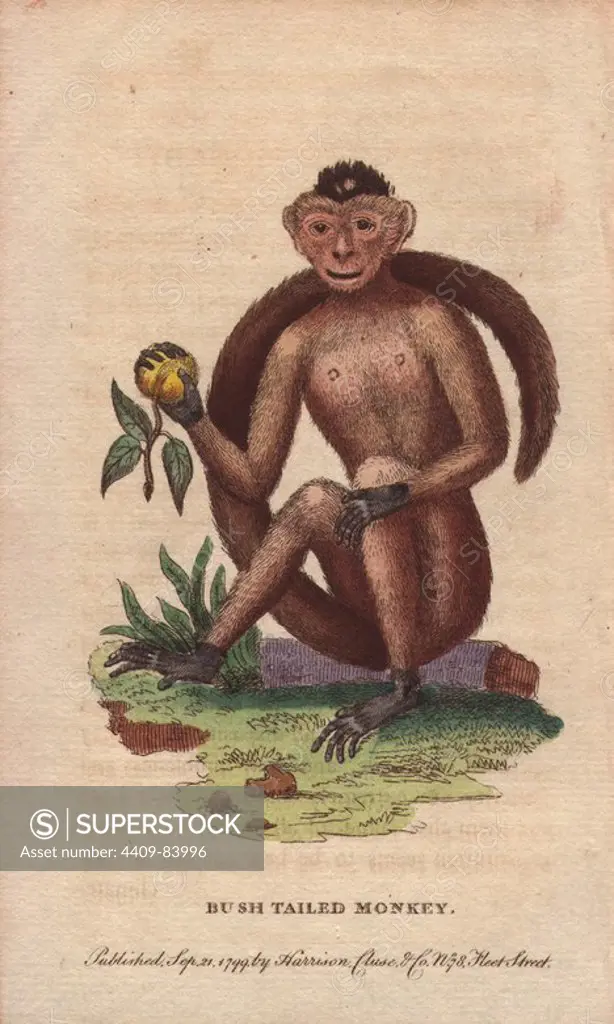 Bush-tailed monkey, Sajou monkey or Weeper capuchin monkey. Cebus olivaceus (Simia sapajus trepidus). Illustration copied from Edwards.. Handcoloured copperplate engraving from "The Naturalist's Pocket Magazine; or, Complete Cabinet of the Curiosities and Beauties of Nature" (1798~1802) published by Harrison, London.